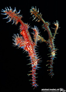 Ghost Pipefishes by Michel Lonfat 